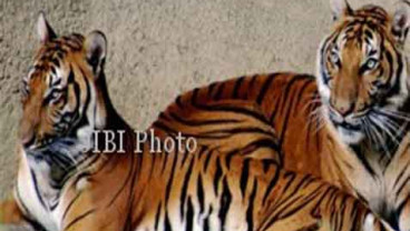 Kemenhut: Kawal Harimau Sumatra, Awasi Spesies Selundupan!
